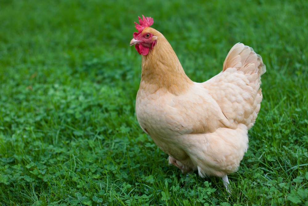 You are currently viewing Adoptez une poule !