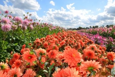 Terra Botanica : Plus de 275 000 plantes et 5 000 espèces