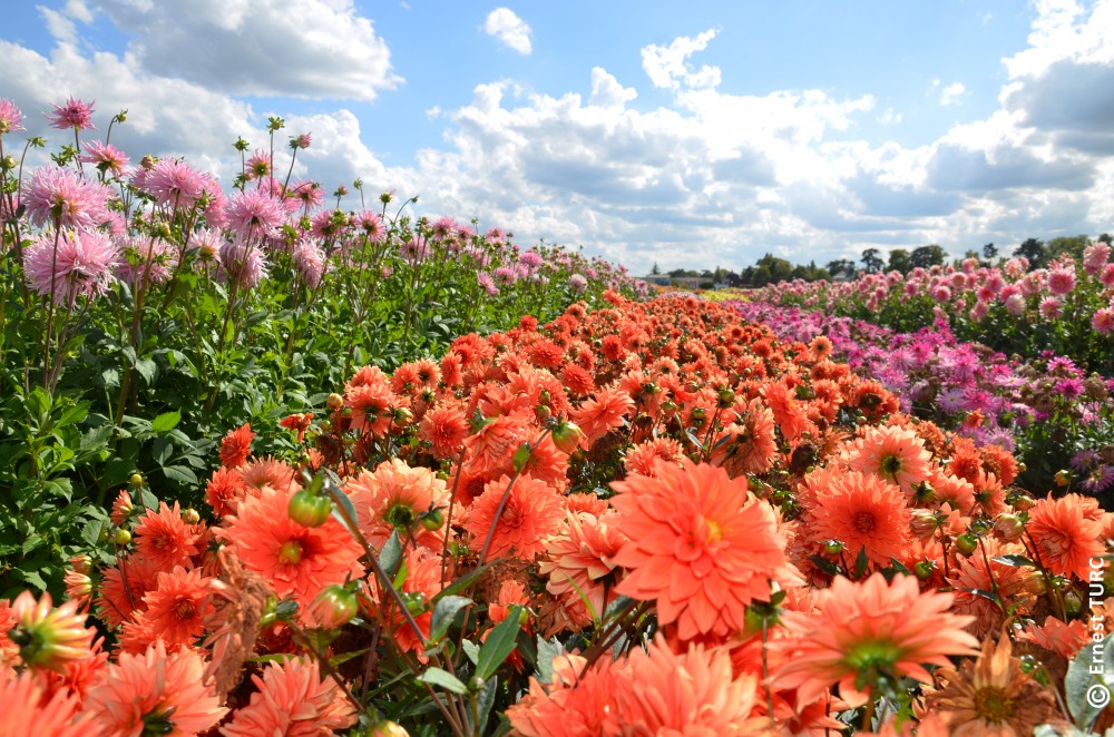 You are currently viewing Terra Botanica : Plus de 275 000 plantes et 5 000 espèces