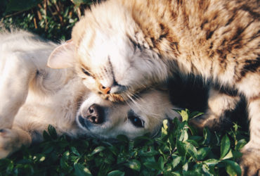 Chiens et chats comment les faire vivre ensemble ?