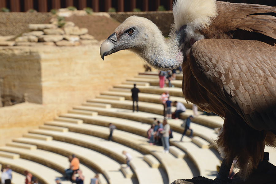 You are currently viewing L’Eurasie au cœur du Bioparc