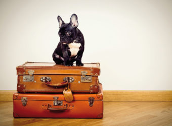 Pourquoi votre chien n’aurait-il pas le droit à des vacances à l’étranger ?