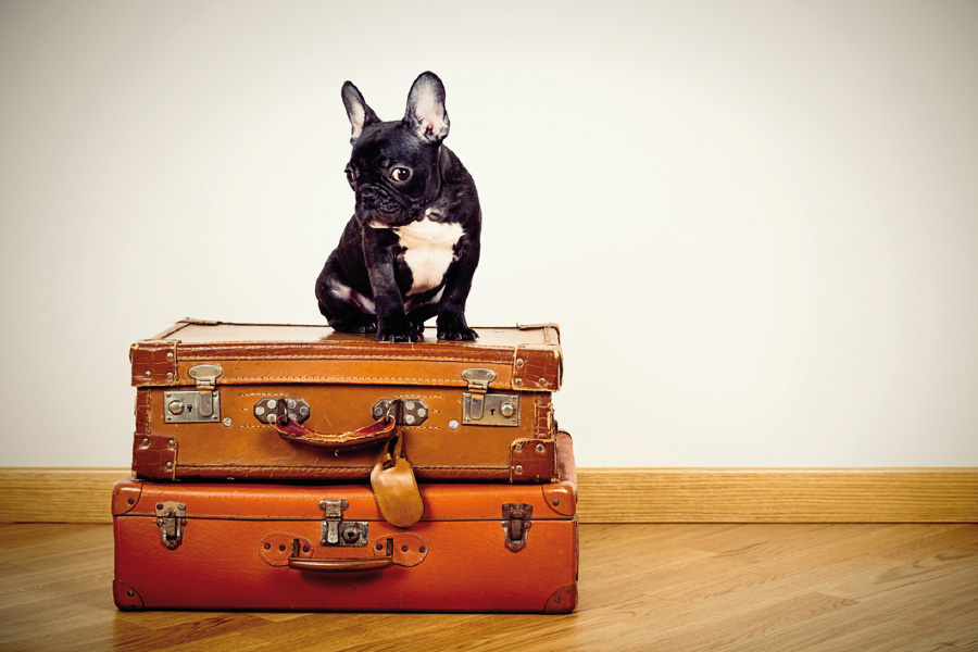 You are currently viewing Pourquoi votre chien n’aurait-il pas le droit à des vacances à l’étranger ?