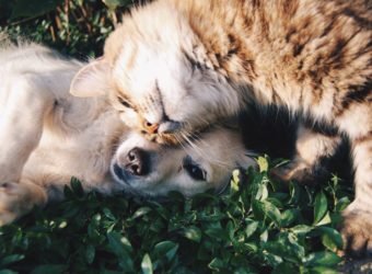 Animaux : la pollution, fléau du XXIème siècle