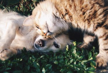 Animaux : la pollution, fléau du XXIème siècle