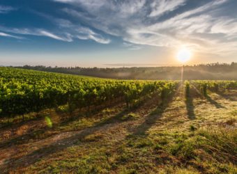 Premiers pas dans le vignoble nantais