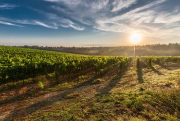 Premiers pas dans le vignoble nantais