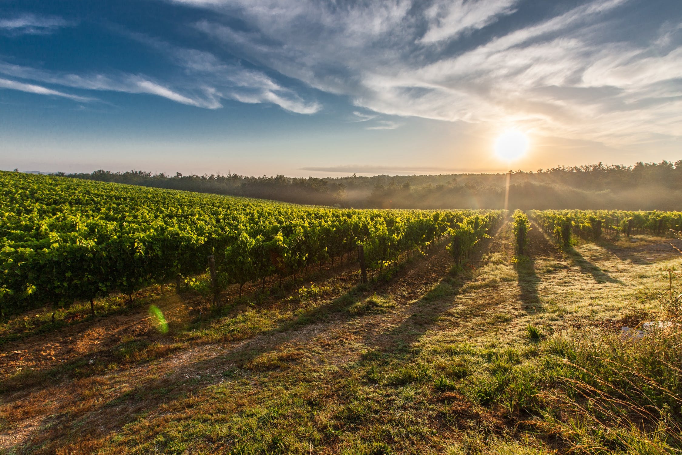 You are currently viewing Premiers pas dans le vignoble nantais