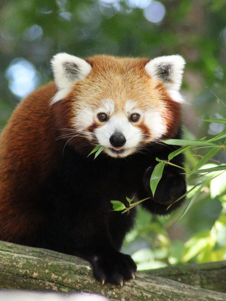 Panda Roux - Zoo de la Boissière du Doré