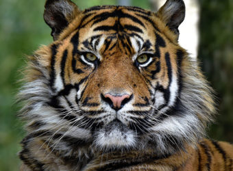 Zoo de la Boissière du Doré