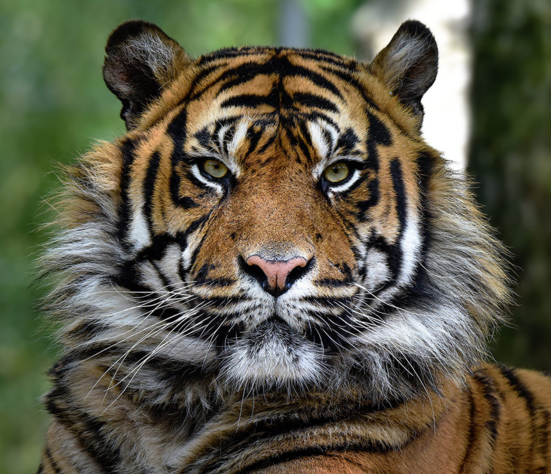 You are currently viewing Zoo de la Boissière du Doré