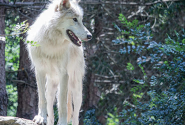 Legendia Parc : Parcours animaliers & Spectacles légendaires