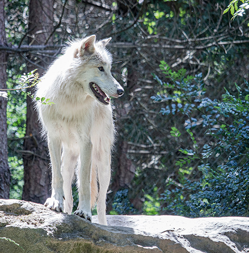 You are currently viewing Legendia Parc : Parcours animaliers & Spectacles légendaires