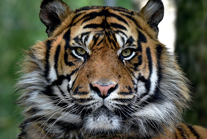 You are currently viewing Le ZOO DE LA BOISSIÈRE DU DORÉ