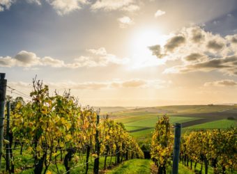 Voyager en Vignoble Nantais