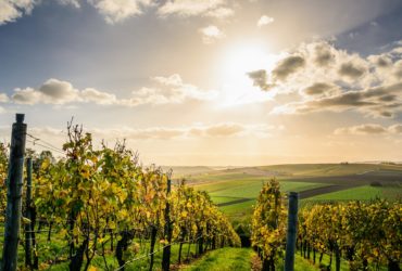 Voyager en Vignoble Nantais