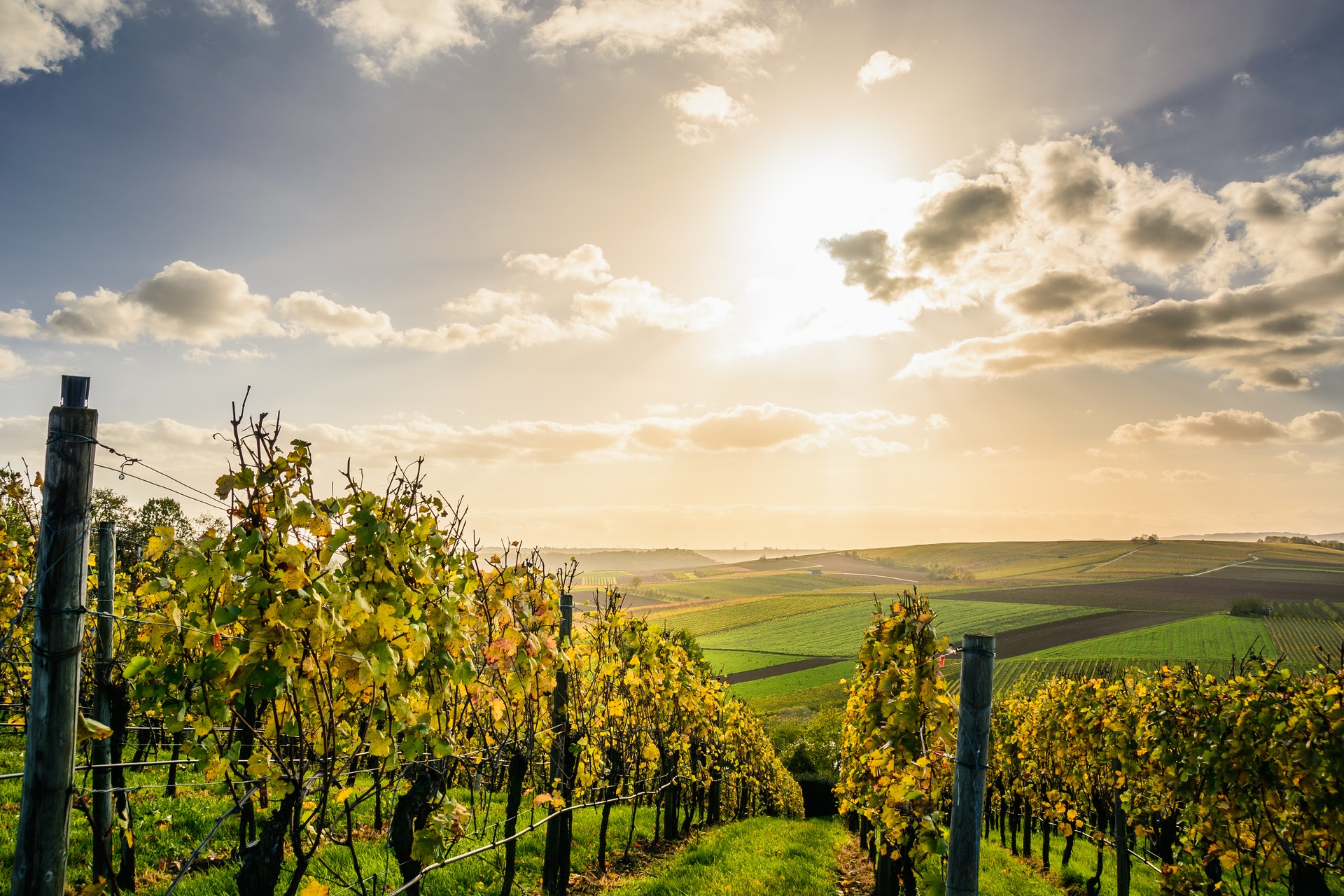 You are currently viewing Voyager en Vignoble Nantais