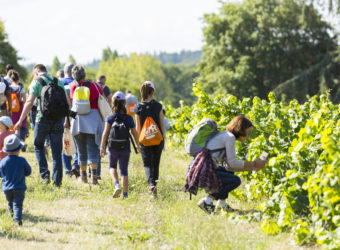 VVR, le rendez-vous incontournable de l’œnotourisme au cœur des vignobles du Val de Loire