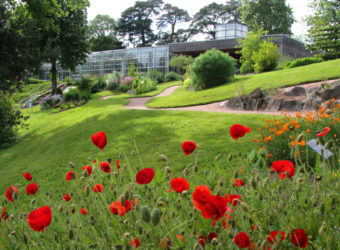 Le jardin camifolia